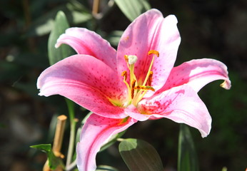 Fototapeta premium Fresh pink lilly on nature background