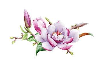 Beautiful magnolia flower on a tree branch watercolor painted illustration. Tender spring blossom with a bud and green leaf. Hand drawn full bloom magnolia flower isolated on white background.