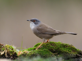 Sardinian warbler, Sylvia melanocephala
