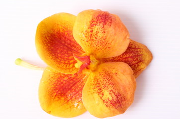 Orange orchids on white background