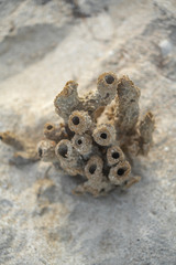Dried Coral On the Beach