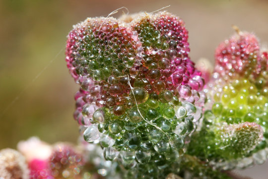 KRISTALLMITTAGSBLUME