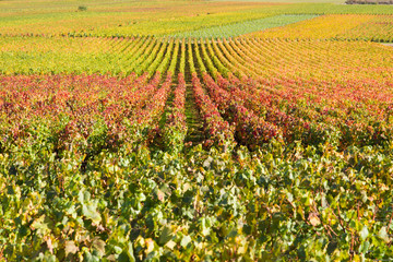 des vignes de bourgogne en automne