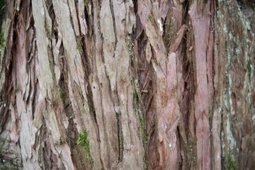 Fototapeta premium A scenic view of the trunk of a giant Sequoia, also known as giant sequoias or giant sequoadendron. Barrel close-up with an interesting texture.