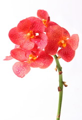 Naklejka na ściany i meble Red orchids on white background