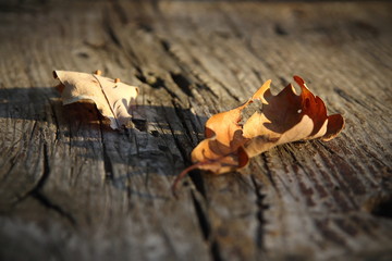 oak leaves on wooden