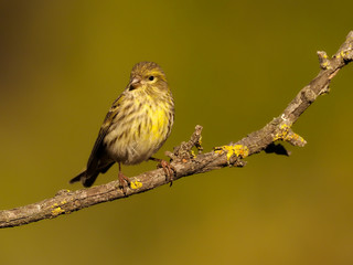 Serin, Serinus serinus