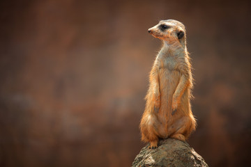 Fototapeta premium meerkat on guard