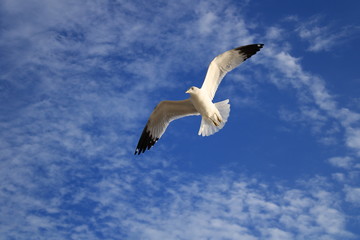 sonora