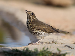 Song thrush, Turdus philomelos