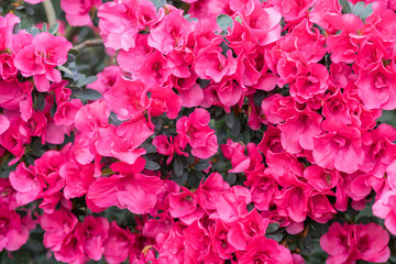 red azalea, gardening concept, bush of blooming azalea, background for a card. Spring flowers