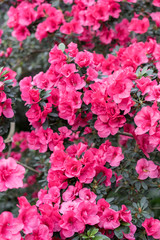 red azalea, gardening concept, bush of blooming azalea, background for a card. Spring flowers. vertical photo