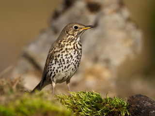 Song thrush, Turdus philomelos