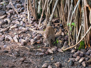 Mongoose in Hilo on the Big Island of Hawaii.