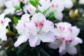 Photo sur Plexiglas Azalée Fleurs d& 39 azalée blanche sur bush dans le jardin de printemps. Fermer