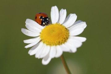 Obraz premium ladybug on daisy flower