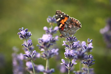 butterfly on flower