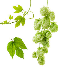 Hops isolated. Green fresh leaf, stem and hop cone bunch isolated on white background