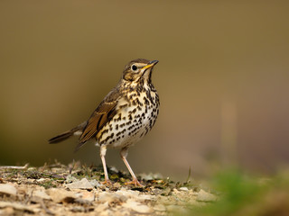 Song thrush, Turdus philomelos