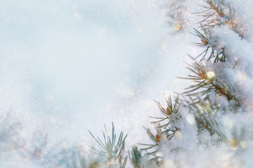 Christmas winter snow background. Blue spruce branches covered with snowflakes and copy space with blurred backdrop, bokeh. Christmas scene.
