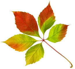 Red autumn wild grape leaf with orange and green isolated on white background