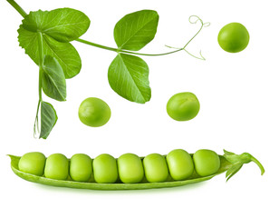 Green pea open pod with seeds and leaves on stem isolated on white background