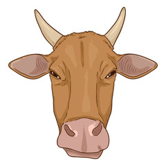 Cartoon Cow Head. Vector Cattle Illustration