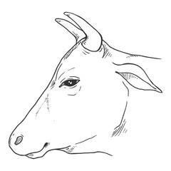 Sketch Cow Head. Vector Cattle Illustration