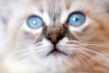 Cat playing on a black background