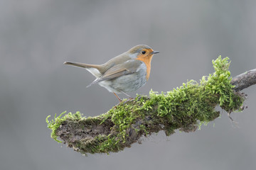 Detailed portrait of Red robin on branch (Erithacus rubecula)