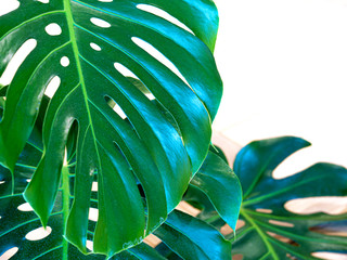 Monstera plant leaf closeup