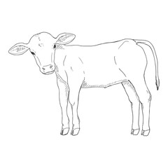 Sketch Calf. Vector Hand Drawn Illustration.