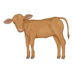 Cartoon Calf. Side View.