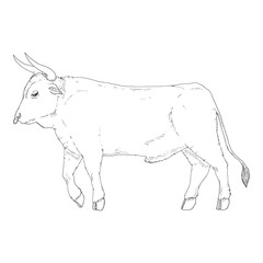 Sketch Bull. Vector Hand Drawn Illustration.