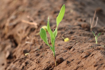 close-up of a green corn or maize plant in agriculture farm on morning sunlight with blur sand backgrounds ,outdoor plants in nature