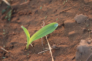 close-up of a green corn plant in agriculture farm on morning sunlight with blur sand and water on green leaf backgrounds