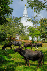 Anuradhapura, Sri Lanka - February 2020: Buffalos in front of the Buddhist stupa Mirisavatiya...