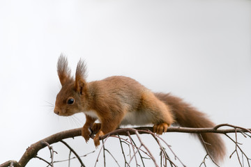 neugieriges rotes Eichhörnchen auf einem Ast