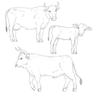 Vector Set of Sketch Cattle. Calf, Cow and Bull
