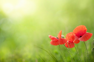 Fototapeta premium Delicate flowers red poppies blooming in the wild field. Space for text. Selective focus. Green summer background.