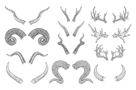 Vector set of hand drawn animals horns on white background. Sketch illustration. Monochrome image.