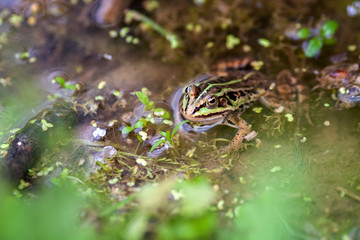 frog in pond