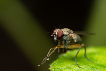 Fototapeta premium fly perched on green leaf on black background.