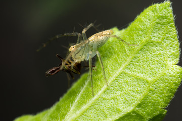 Fototapeta premium Brown spider walking on the leaf and it is eating insects. Lynx spider that jumps and runs quickly With yellow head and chest the belly is grayish green and blue.