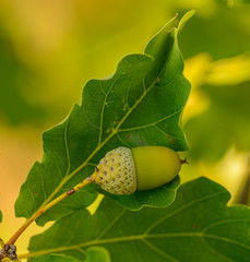 Obraz premium oak leaf with acorn laying on it