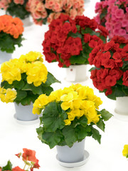 エラチオールベゴニア