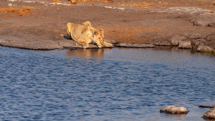 Lioness drinking at a waterhole in the Etosha National Park in Namibia in Africa.