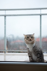Cat gets chilly outside of window on a balcony due to cold rainy weather and begs getting inside.