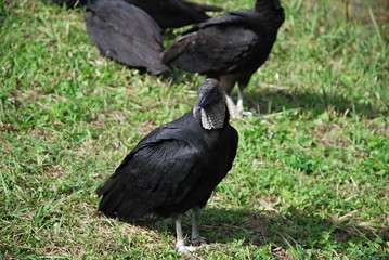 Geier in Everglades National Park, Florida