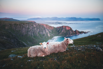 Sheeps in the wild. Soft light of sunset in. Norway.
